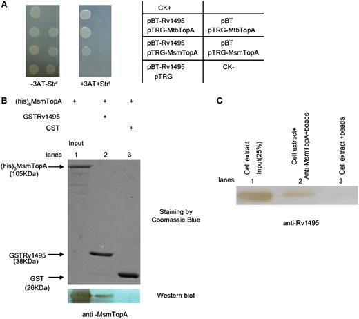 Interactions of Rv1495 with MsmTopA in vitro and in vivo. (A) Bacterial two-hybrid assays (Stratagene). Experiments were performed as described under ‘Materials and Methods’ section. Left panel, plate minus streptomycin (str) and 5 mM 3-amino-1,2,4-triazole (3-AT), Middle panel, plate plus str and 5 mM 3AT. Right panel, an outline of the plates. (B) Pull-down assays for examining the interaction between Rv1495 and MsmTopA. Equimolar amounts of 6× His-MsmTopA combined with GST-Rv1495 were used for pull-down assays as described in the ‘Materials and Methods’ section. GST was used as the negative control. One predicted size of his-tagged MsmTopA protein, pulled down by GST-tagged Rv1495 protein, was further examined by a western blotting assay. (C) Co-IP assays. Exponentially growing cells of the recombinant M. smegmatis containing Rv1495-expression plasmid were harvested, resuspended and lysed. Co-IPs were performed by incubating 10 μl of M. smegmatis cell extracts with 3 μl of MsmTopA antiserum for 3 h at 4°C. A 20-μl slurry of protein A Sepharose was added, and incubation was continued for another hour. Immune complexes were collected, and the beads were washed with buffer. Finally, the beads were resuspended in SDS–PAGE sample buffer. After boiling, the samples were analyzed by western blotting using anti-Rv1495 antibody.