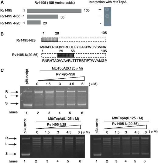 N-terminus of Rv1495 regulates the topoisomerase activities of MtbTopA. Topoisomerase activity and bacterial two-hybrid assays for all mutants were performed as described under ‘Materials and Methods’ section. + represents growth on the screening plate; − represents no growth on the screening plate. (A) The N-terminal mutant fragments of Rv1495 containing 56 and 28 amino acid residues (left panel) and their interactions with MtbTopA assayed by the bacterial two-hybrid system (right panel). (B) Two synthesized short peptides and their amino acid sequences. (C) Effect of different amount of Rv1495-N28, Rv1495-N56, and Rv1495-N(29-56) (0–6.0 μM) on topoisomerase activity.