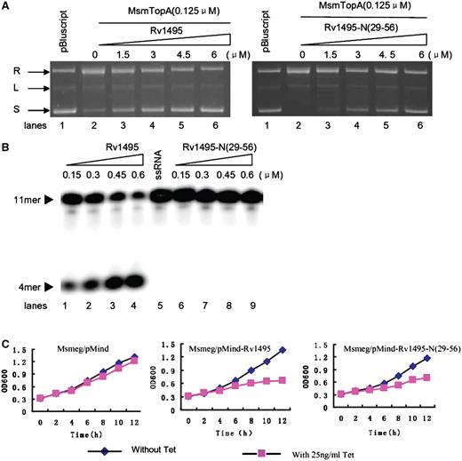 Activities of Rv1494 and Rv1495-N(29-56) and their effects on the mycobacterial growth. (A) Effects of Rv1495 and Rv1495-N(29-56) on the topoisomerase activities of MsmTopA. The assays were performed as described under ‘Materials and Methods’ section. L, linearized plasmid; R, relaxed plasmid; S, supercoiled plasmid. The protein concentrations were indicated on top of the panels. (B) mRNA cleavage activity assays. Experiments were performed as described under ‘Materials and Methods’ section. A varying concentration of Rv1495 or Rv1495-N(29-56) proteins was incubated with 0.5 μM mRNA substrates in the reactions. The mRNA substrate and products were indicated by arrows. (C) Effects of the expressions of Rv1495 and Rv1495-N(29-56) on the mycobacterial growth. A TetR-controlled expression system was used to analyze the effects of Rv1495 genes on the growth of M. smegmatis mc2 155 as described in the ‘Materials and Methods’ section. The growth of these recombinant mycobacterial strains were examined in the presence (induction) or absence (no induction) of tetracycline (Tc). Aliquots were taken at the indicated times and the OD600 was measured. Each analysis was performed in triplicate. The representative growth curves were plotted. The recombinant mycobacterial strains were indicated above the panels.