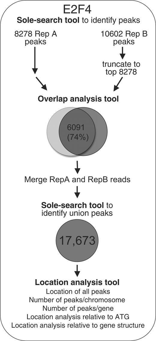 Step-wise analysis of ChIP-seq data. Shown are the steps taken to analyze the E2F4 ChIP-seq data. First, each replicate was analyzed separately (Supplementary Data) using Sole-Search, then the replicate peak lists were sorted by peak height and truncated to the same length. Then, the two peak lists were compared using the Overlap analysis Tool (Supplementary Data). The overlap was determined to be 74% and then Sole-Search was repeated, inputting both replicates using the option to merge the replicate files (Supplementary Data). The peaks were then characterized using the Location-Analysis tool (Supplementary Data).