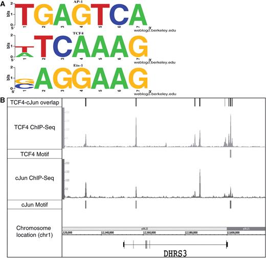 Motif analysis of TCF4 ChIP-seq data. The signifpeaks.gff file for the merged TCF4 dataset was analyzed using the Location Analysis Tool (Supplementary Data). Then, the sites corresponding to promoters (±2 kb from a transcription start site) or enhancers (±10 to 100 kb from a start site) were selected. Each set was then analyzed using Meme for de novo motif identification. As shown in (A), the three motifs identified in the enhancer binding sites correspond to known motifs for AP-1 (TGAGTCA), TCF4 (T/ATCAAAG) and ETS-1 (G/CAGGAAG). (B) The similar binding patterns of TCF4 (HCT116 cells) and JUN (K562 cells) across a region of chromosome 1. Also shown for that region of chromosome 1 are the overlapping sites identified when the Gff-Overlap Tool was used to compare the TCF4 and JUN peak files and the TCF4 and JUN motifs identified in the TCF4 peaks.