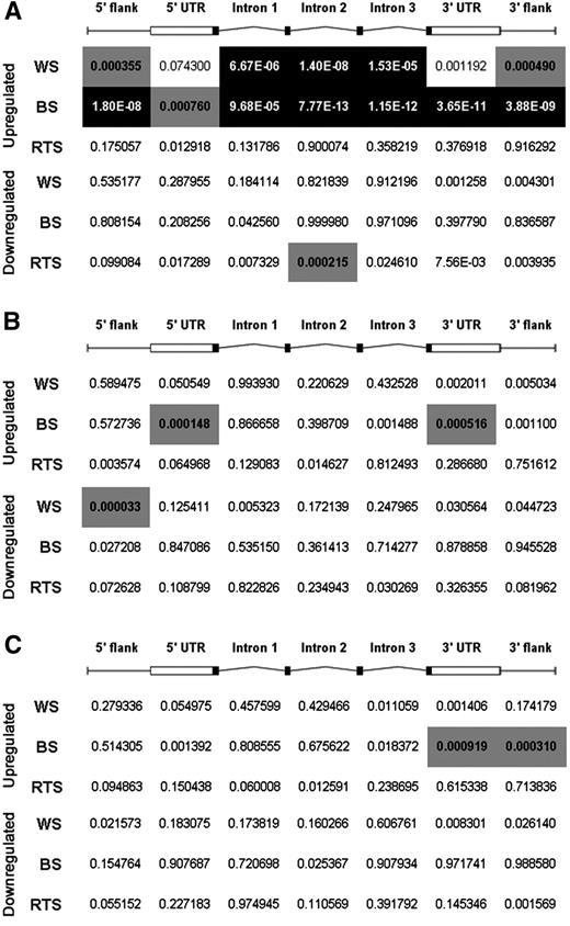 Combined analysis of overlap significance in the indicated subgenic locations between differentially expressed genes and genes with PQS or PQS-related motifs having much lower G4-DNA forming potential (pPQS or pPQS-mut2). Values are given for associations with PQS (A), pPQS (B) and pPQS-mut2 (C). Significance is computed by one-sided Fisher's test. Categorized by region, P-values are colored to highlight significant overlaps: white text within a black background indicates a P-value lower than 10−4. Black text within a gray background indicates a P-value of intermediate significance, between 10−4 and 10−3.