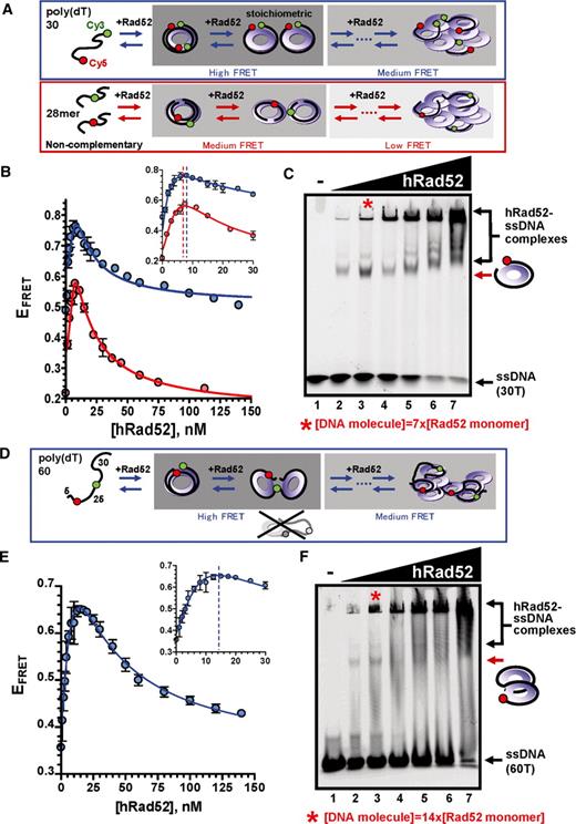 hRad52 displays a bi-phasic ssDNA binding behavior. FRET and gel-based ssDNA-binding assays with hRad52. The poly(dT)-30 and poly(dT)-60 substrates were end-labeled with the donor Cy3 (green) and acceptor Cy5 (red) fluorescent dyes. The two heterologous 28-mer oligonucleotides were internally labeled with Cy3 and Cy5 dyes, respectively. (A) Cartoon interpretation for the observed FRET states for experiments using dually labeled poly(dT)-30 (blue box) and two heterologous oligonucleotides (red box). Blue circles depict projections of hRad52 heptameric rings with primary and secondary DNA-binding site aligned inside the ring (not depicted separately). (B) Titrations were performed by additions of hRad52 at indicated concentrations to a solution containing 1 nM poly(dT)-30 ssDNA (blue curve) or 0.5 nM each Cy3- and Cy5-labeled 28-mers (1 nM total; red curve). The data points and error bars represent averages and standard deviations for three independent titrations. (C) The dually-labeled poly(dT)-30 substrates (50 nM molecules) were also used in gel-based DNA-binding assays as described in the materials and methods. The respective positions of the protein ssDNA and various mobility-shifted complexes are indicated by arrows on the right of the gel. Red asterisk marks stoichiometric-binding condition where seven monomers of hRad52 are present per one 30-mer ssDNA. (D) Cartoon representation of possible poly(dT)-60-hRad52 complexes and corresponding FRET states. (E) Internal positions of Cy3 and Cy5 in the longer ssDNA poly(dT)-60 demonstrate a wrapped conformation of ssDNA around the perimeter of the hRad52 ring because the peak FRET could not be achieved by hRad52 binding only to the ends of ssDNA (grey complex). (F) Mobility-shift assay carried out with 50 nM poly(dT)-60 ssDNA. Red asterisk marks stoichiometric concentration.