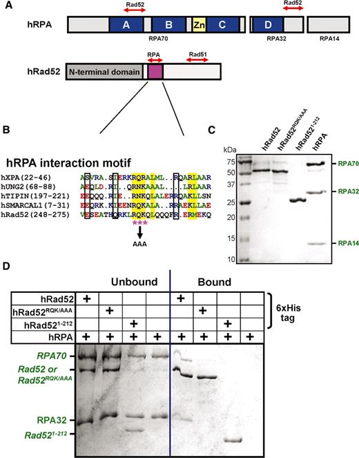 hRad52RQK/AAA and hRad521–212 display impaired interaction with hRPA. (A) Schematic representation of hRPA and hRad52 domain organization. Blue boxes in the hRPA70 and RPA32 subunits denoted as A, B, C & D represent 4 OB-fold of hRPA responsible for ssDNA binding. The hRPA interaction region of hRad52 was shown as a pink box. (B) Sequence alignment of the putative hRPA-interacting motifs from hRad52, hXPA, hUNG2, hTIPIN and hSMARCAL1. (C) SDS–PAGE depicting purified hRad52, hRad52RQK/AAA, hRad521–212 and hRPA proteins. (D) Pull-down assays using 6xHis-tagged hRad52, hRad52RQK/AAA or hRad521–212 (5 μM) incubated with untagged hRPA (5 μM) and Ni-NTA magnetic beads. Both, unbound and bound fractions are shown as specified in the table above the gel.