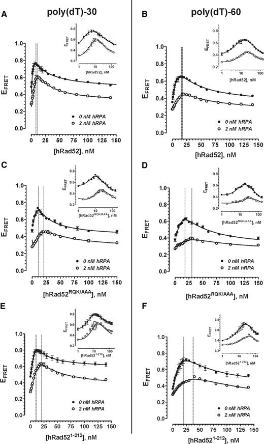 hRad52RQK/AAA and hRad521–212 but not hRad52 compete with hRPA for binding to ssDNA. Comparison of ssDNA-binding modes observed for hRad52, hRad52RQK/AAA or hRad521–212 in the absence or presence of hRPA. Where indicated, hRPA was added to the ssDNA and an initial EFRET value was measured prior to initiating the protein titration. The calculated EFRET values are plotted against the corresponding protein concentration (nM, monomers). (A) The binding isotherms for 1 nM poly(dT)-30 ssDNA binding by hRad52 alone (filled circles), in the presence 2 nM hRPA (open circles). (B) Binding of 1 nM poly(dT)-60 by hRad52 alone (closed circles) and 2 nM hRPA (open circles). (C) The isotherms for binding of hRad52RQK/AAA to 1 nM poly(dT)-30 ssDNA without hRPA (closed circles) and 2 nM hRPA (open circles). (D) The binding isotherms for hRad52RQK/AAA and 1 nM poly(dT)-60 without hRPA (closed circles) and 2 nM hRPA (open circles). (E) The isotherms for binding of hRad521–212 to 1 nM poly(dT)-30 ssDNA without hRPA (closed circles) and 2 nM hRPA (open circles). (F) The binding isotherms for hRad521–212 and 1 nM poly(dT)-60 without hRPA (closed circles) and 2 nM hRPA (open circles).