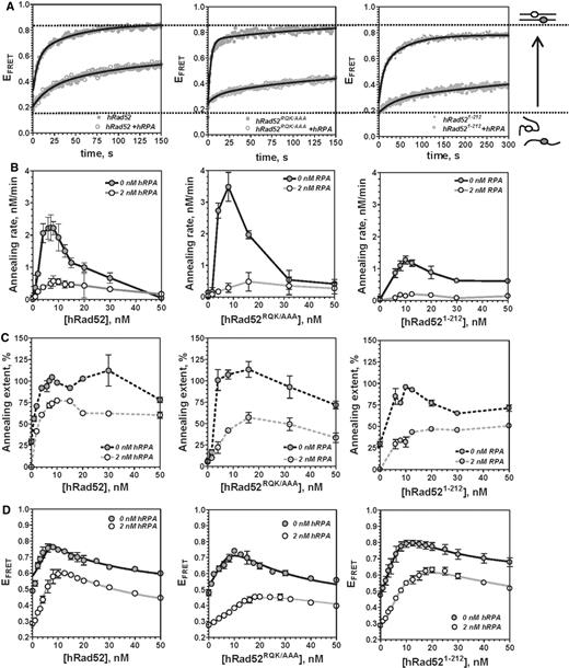 Effects of hRPA on ssDNA binding and annealing by hRad52. FRET-based annealing assays were preformed using 0.5 nM of each, Target-28 and Probe-28 oligonucleotides internally-labeled with Cy3 and Cy5, respectively. (A) Representative annealing curves depict reactions with 8 nM hRad52, hRad52RQK/AAA and hRad521–212 in the absence (grey closed circles) or presence of 2 nM hRPA (open circles), conditions most favoring the annealing. Three independent FRET efficiency (EFRET) trajectories were collected and averaged for each condition. The data were fitted to a double exponential to yield the amplitudes of EFRET change at equilibrium. The initial linear increase in the EFRET yielded annealing rates. The EFRET values corresponding to the fully single-stranded and double-stranded DNA are indicated by the dotted lines. The substrates and product of the annealing reaction are schematically depicted on the right of the graph. (B) Initial rates of annealing reactions using protein-free ssDNA (grey circles) and RPA-coated ssDNA (open circles) carried out by hRad52, hRad52RQK/AAA and hRad521–212 at the indicated concentrations. (C) Extents of the annealing reactions were calculated from the amplitude of EFRET change for each condition. (D) The EFRET trends for hRad52, hRad52RQK/AAA and hRad521–212 binding to poly(dT)-30 ssDNA (1 nM) in the absence or presence of hRPA (2 nM) are shown for comparison of optimal binding and annealing conditions.