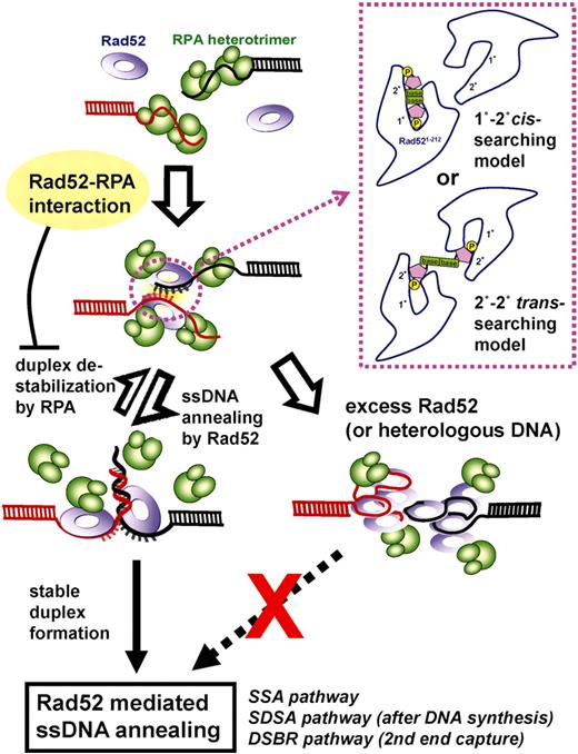 Model for DNA binding and annealing by hRad52 in the presence of hRPA. At optimal protein concentrations, hRad52 binds the ssDNA–hRPA complex through hRad52–hRPA interaction and forms hRad52–hRPA–ssDNA ternary complex in wrapped configuration. This binding mode yields hRad52–hRPA–ssDNA ‘active’ complexes required for efficient annealing of complementary DNA strands. Due to the presence of two DNA-binding sites in each hRad52 ring, we can envision two possible mechanisms for homology search between hRad52–hRPA–ssDNA complexes (schematically illustrated inside the inset box). Predicted positions of primary and secondary DNA-binding sites are denoted as 1° and 2°. The annealing process is dynamic and is offset by hRPA-mediated duplex destabilization. Excess hRad52 results in multiple hRad52 rings competing for binding to the ssDNA thus forming ‘non-active’ complexes that inhibit annealing.