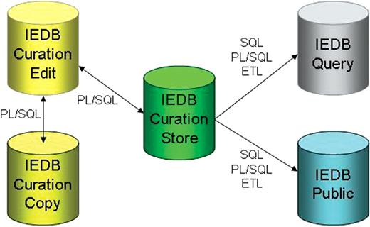 IEDB database architecture diagram. Data are transferred between curation databases via custom PL/SQL procedures. Data are migrated to the data warehouses via SQL and PL/SQL scripts in conjunction with an extract, transform and load (ETL) application.