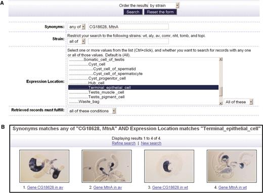 Example of an advanced search, a search for images of genes CG18628 and MtnA that are expressed in a terminal epithelial cell. (A) The interface for entering the search conditions. (B) The search results with image thumbnails.