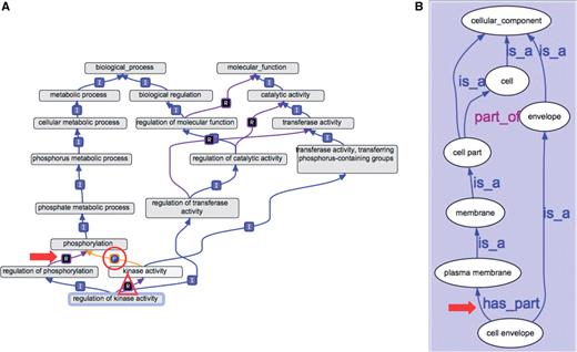 New intra- and inter-ontology relationships. (A) An example of a regulates link between two BP terms is pointed out by the arrow. An example of a part_of link between an MF term and a BP term is indicated by the circle. A regulates link between a BP term and an MF term is indicated by the triangle. (B) An example of a has_part link between two CC terms is pointed out by the arrow.