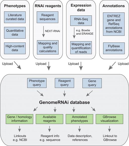 Overview of GenomeRNAi database content. Phenotypes (from literature, quantitative data and high-content data), RNAi reagents, expression data as well as gene annotations were collected in a database (upper panel). GenomeRNAi allows queries for reagents, genes and phenotypes and provides corresponding outputs (lower panel).