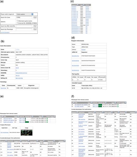 Example of a database search for human COPB2. (a) The entry page allows for gene, reagent and phenotype queries or to ‘List all Screens’. Here COPB2 was queried. (b) The ‘Gene Info’ tab provides detailed information about the queried gene and linkouts to other sources. One Drosophila homolog, beta Cop, was found (f). (c) List of all RNAi reagents available that target COPB2. The ‘Library’ link leads to more information about the RNAi library, the ‘Reagent Id link’ provides more information about the RNAi reagent. (d) Detailed information for the Qiagen siRNA pool SP00002881 containing four siRNA sequences. Sequence information, information about ‘On-’ and ‘Off-target’ hits defining the predicted specificity as well as the predicted efficiency are presented. All transcripts of the targeted gene covered by the siRNAs are listed, with the number of siRNA hits in braces. (e) All reported phenotypes are listed in the ‘Phenotype’ tab. Data from three quantitative viability assays is available for COPB2. ‘Score’ (z-score) and ‘Activity’ (activity normalized to negative controls) columns provide a measure for the phenotype strength and reproducibility (given by the standard deviation). Also images (raw, segmented and phenotypic classified) from one high-content screen performed in HeLa cells are available. Clicking on the thumbnail enlarges the images. COPB2 was also found causing phenotypes in four published screens. The column ‘Experiment’ assigns a short name to the screen. The link can be followed up to obtain detailed information about the experiment. The other columns show the utilized reagent, the ‘Score type’ and ‘Score Cutoff’ used for the analysis, the actual ‘Score’ and ‘Phenotype’. The column ‘Validated’ states whether a phenotype was retested (e.g. by a second RNAi reagent or by secondary assays). (f) Phenotypes for the Drosophila homolog beta Cop. Data from two quantitative viability assays is presented. In addition data from 12 published screens is available.