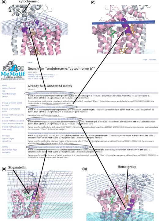 Results from the search: proteinmane: ‘cytochrome b’. Result page from the search by means of the keyword cytochrome b. Four significant matching motifs are highlighted on the cytochrome b protein structure (PDB ID: 2a06). Motifs are highlighted in violet on the PDB structure.