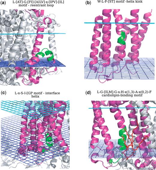 Structural motifs. (a) Reentrant loop; (b) Helix kink; (c) Interface helix; (d) Cardiolipin-binding motif. The motifs are highlighted in green on the corresponding PDB structures and the stigmatellin molecule is shown in red on (d).