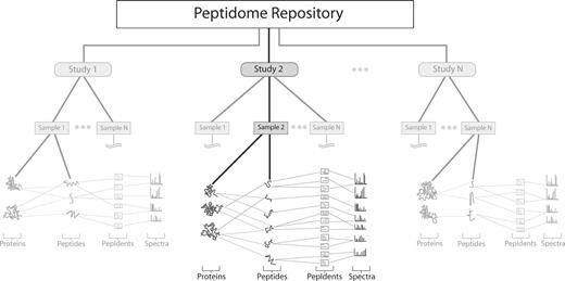 A schematic overview of Peptidome. The main logical entity is a ‘Study’ which contains a set of related ‘Samples’. Each Sample contains a list of both identified ‘proteins’ and ‘peptides’. Proteins contain links to their member peptides, and peptides know which proteins they are members of. Furthermore, peptides are linked to individual ‘spectra’ through peptide identifications (pepIdents), thus allowing more than one interpretation of a spectrum, and providing storage for post-translational modifications and identification scores.