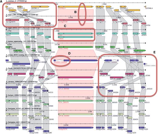 Comparative analysis and refinement of gene models. Comparative alignments of orthologous proteins from 10 Aspergillus genomes, shown in the Sybil viewer. (A) Structural rearrangement among Aspergillus genomes (here A. nidulans and A. niger CBS 513.88 are emphasized). (B) Presence or absence of introns and different numbers of exons. (C) Gene duplications (paralogs) in one species relative to other species. (D) Intron structure, such as inordinately long introns relative to orthologs in other species. (E) Gene deletion (or creation) in syntenic blocks among species. Differences in structural annotation among species that can be illuminated with the Sybil view, thus leading to refinement of gene models, include missed gene calls, gene truncations, failure to predict small exons and incorrect intron predictions leading to spurious exons or gene merges.