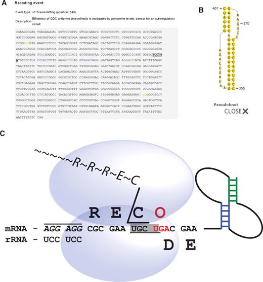 Screenshots from the Recode-2 database for the entry describing +1 frameshifting in human antizyme 1. (A) Annotated sequence of the human antizyme 1 gene. Colouring and formatting of the text highlights functional elements according to a scheme described on the Help page of the Recode-2 database and within the Recode-1 logo. (B) Structure of the stimulatory RNA pseudoknot. (C) The Recode1 logo.