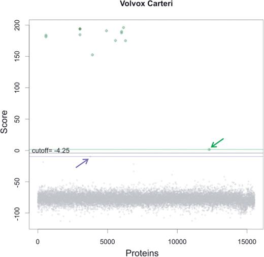 Selecting the significance score threshold in newly created profile HMMs. The graphic shows the scores obtained for proteins in the V. carteri proteome when searched with the VARL HMM with an e-value cut-off of 10. Known members of the family in this species (TPs) are highlighted in green. The putative TN with the highest score is indicated by a purple arrow. The TP with the minimum score is highlighted by a green arrow. The significance score threshold (black line) is computed as the average between the minimum score for TPs (green line) and the maximum score for TNs (purple line). For this family, the selected threshold is −4.25 bits.