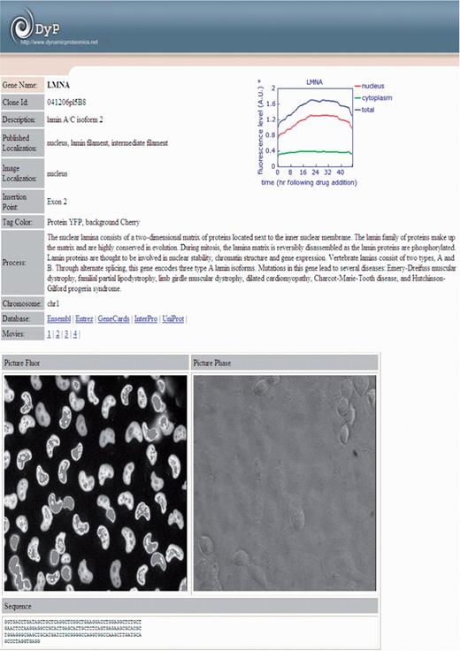 Example of the database entry page with a detailed protein annotation for LMNA (Lamin A/C isoform 2). The protein is localized in nucleus as it can be seen on the fluorescent image (white ‘beans’). This entry includes links to four microscopy movies. In addition, the clone ID, the published and image localizations, the protein description and annotation, the eYFP insertion point, the protein dynamics following drug addition, and links to other public databases are shown on the database entry page.