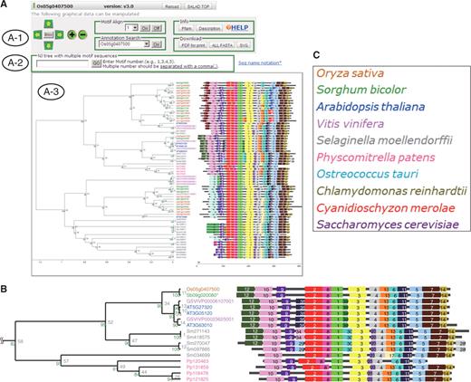 SALAD database viewer. (A) Data of the GID1 (Os05g0407500) group. (A-1) Operation panel for manipulating the output, and buttons for ‘Motif Align’, ‘Annotation Search’, and ‘Download’. The ‘Pfam’ button brings up the pattern diagram of Pfam domains of each sequence. The ‘Description’ button brings up the annotation list derived from NCBI or the original database (such as TAIR, RAP-DB, etc.). (A-2) Toolbox for constructing phylogenetic trees based on sequence alignments of selected multiple motifs. Users can input the motif ID numbers of interest to make an NJ tree for motif alignment. (A-3) Typical SALAD analysis results come in two parts: a dendrogram of sequences clustered according to the presence and similarity of extracted conserved motifs, and a diagram that displays positional information of the extracted motifs in each sequence. (B) Expansion section around GID1. Each motif is assigned to a sequence number and color in the ‘high percent similarity’ protein group, and the same color box indicates the same extracted motif. (C) Color key of species.
