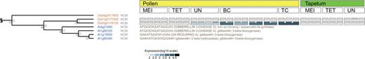 SALAD on ARRAYs viewer. Gene expression profiles of paralogous genes in the SALAD on ARRAYs viewer corresponding to the OsGA3ox1 (Os05g0178100) group. The figure shows the LM microarray data on rice pollen development (16,25–27). The gene expression level is displayed as a gray-scale gradient in the colored boxes. Spaces beside the A. thaliana gene annotation are filled by gene description retrieved from TAIR and NCBI. MEI, meiotic phase; TET, tetrad phase; UN, unicellular microspore; BC, bicellular; TC, mature tricellular pollen.