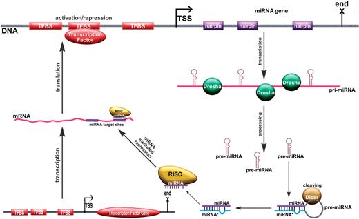 A miRNA gene (top) is controlled by several TFs whose binding sites (TFBSs) are located near the TSS of this gene. When transcribed, the miRNA gene produces a long pri-miRNA molecule. The pri-miRNA molecule is cleaved by Drosha and yields the pre-miRNA stem-loop (hairpin) structure. The enzyme Dicer cleaves the loop part of the hairpin and produces the miRNA-miRNA∗ duplex. One chain of the miRNA duplex is incorporated into the RISC complex and can regulate mRNA translation by binding in a sequence specific manner to the 3′UTR region of mRNAs. In this example, the miRNA (produced after a TF binds to its promoter) regulates the translation of the promoter in a typical negative feedback control loop.