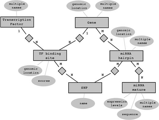 The miRGen database schema. TFs (top right) bind through TF binding sites to miRNA genes. miRNA genes (top) contain miRNA hairpins that signify the genomic location of the mature miRNA-miRNA∗ duplex. miRNA hairpins are processed into mature miRNAs. Usually, one miRNA hairpin produces two mature miRNAs, but a mature miRNA can be produced by more than one hairpin in different genomic locations. Both TFBSs and miRNA hairpins are genomic features that can contain SNPs. Mature miRNAs are associated with their expression levels in different tissues and cell types.