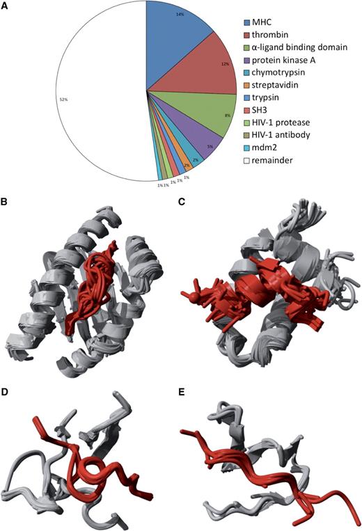 Contents of the protein–peptide dataset. From the PDB, 1431 protein–peptide interactions are extracted and clustered using the architecture of the binding site to remove redundancy. Of all the protein–peptide complexes, 47% are classified in 10 classes with more than five members, while the remaining 53% contain less frequent structural binding modes (A). Clusters with (B) class I MHC bound to peptide (169 structures), (C) estrogen receptor α-ligand binding domain bound to peptide (111 structures), (D) thrombin inhibitor complex (89 structures) and (E) SH3 domain–peptide interaction (7 structures) are shown.