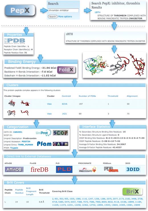 Overview of the information displayed for a thrombin complexed with an inhibitor. Searching for the keywords ‘thrombin’ and ‘inhibitor’ provides a list of hits. For the selected entry 1BTH various types of information are shown, as well as a listing of the clusters the complex belongs to. General properties of the PDB entry are accompanied by 3D views of the full complex and detailed views of the peptide-binding site generated by Yasara. The binding energy between protein and peptide as calculated by the FoldX force field is shown together with details for the hydrogen bond interactions. Various statistics regarding the secondary structure content and flexibility parameters for the binding site are listed, as well as direct links to relevant databases. The peptides are annotated with naturally occurring backbone variations using fragment clusters from the BriX database.