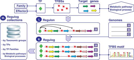 Hierarchical data organization in the RegPrecise database. Major objects in the database are TFs, TFBSs and target genes. TFs are attributed to a certain protein family and effector. Target genes participate in a particular pathway or process. Three major levels in the database are: (i) regulon constituted by a set of genes co-regulated by TF in a single genome, (ii) regulog formed by a set of orthologous regulons in a group of related genomes and (iii) collection of regulogs by one of four categories (see text). Each TF regulog is linked to a unique TFBS motif.