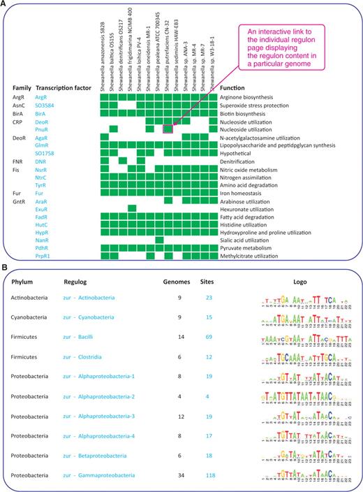 Summary pages for collections of regulogs for a particular taxonomic group (A), and for a particular transcription factor (B). Collection of multiple TF regulons in the Shewanella species is displayed as a matrix of TFs versus genomes, where each green cell provides a link to species-specific regulon description (A). Collection of Zur regulogs in diverse taxonomic groups is represented as a table with respective TFBS motif logos.