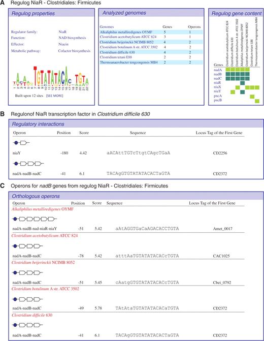Web representation of individual regulogs (A), regulons (B), and operons (C). Regulog page shows a summary, a TFBS motif sequence logo, a table with a set of analyzed genomes (with links to the genome-specific regulon pages), and a table of distribution of TF-regulated genes across these genomes (with links to the respective orthologous operon pages). Regulon page displays the list of regulated operons with detailed TFBS descriptions for a single genome (a horizontal view). Operon page provides a different view on orthologous regulated operons across multiple genomes.