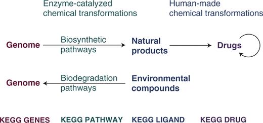 KEGG accumulates knowledge about the networks of chemical structure transformations for linking genomes to chemical structures.
