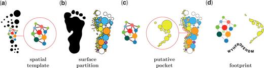 Illustration of the fPOP shape analysis. (a) Identification of a split pocket in a bound structure as a spatial template (a collection of 38 900 spatial templates). (b) Surface segmentation of an unbound form. (c) Geometrically matching the spatial pattern of the template with those of putative pockets in the unbound form. (d) Measuring features and footprinting the binding surface of an unbound form.