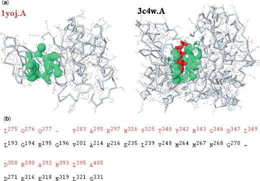 Footprinting the binding surface of a tyrosine kinase by a remote homologous protein. (a) At a significant RMSD P-value of 4 × 10−7, the binding surface (green) of pdb1yoj.A is matched with the binding pocket of pdb3c4w.A split by an ATP (red). (b) The optimal alignment of the binding surfaces between the query (pdb1yoj.A, red) and a spatial template (pdb3c4w.A, black) is used to compute their shape similarity at a RMSD of 2.3 Å. The similarity of pocket-fragments (43%) is considerably higher than that of the full-length primary sequences (22.3%). The catalytic residues (R390, A392 and N393) of pdb1yoj.A are also aligned with those (K316, E318 and N319) of pdb3c4w.A.