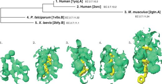 A structural phylogeny of binding surfaces for a subset of ATP-binding kinases.