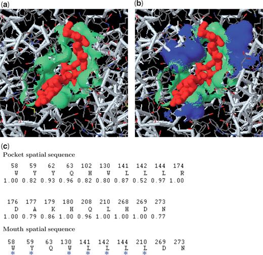 Characterization of the functional surface of an alpha-amylase (pdb1bag). (a) The 19th pocket (green) is split by glucose (red). (b) The mouth of the split pocket has a hydrophobic accessible area (blue, 165.4 Å2). (c) The highest SCI (0.898) occurs in the split pocket. The spatial pattern of this functional surface consists of 19 residues with conservation weights for assessing the evolutionary characteristics. Four catalytic residues D176, H180, Q208 and D269 are highly conserved. In addition, there are 10 important residues sitting on the mouth. Among them, seven are hydrophobic residues indicated by asterisk.