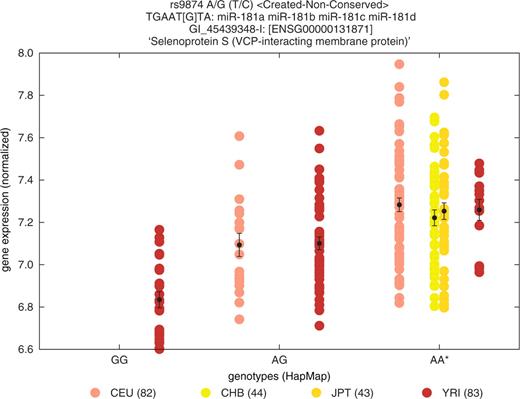 Comparison of the expression levels of SELS in lymphoblastoid cell lines of Yerubans (brown), Han Chinese (yellow), Japanese (orange) and Caucasians (pink), sorted by genotype for pSNP rs9874 predicted to create a nonconserved miR-181 target site. Homozygous genotypic class for the ancestral allele (AA) is marked by an asterisk. Error bars correspond to standard error.
