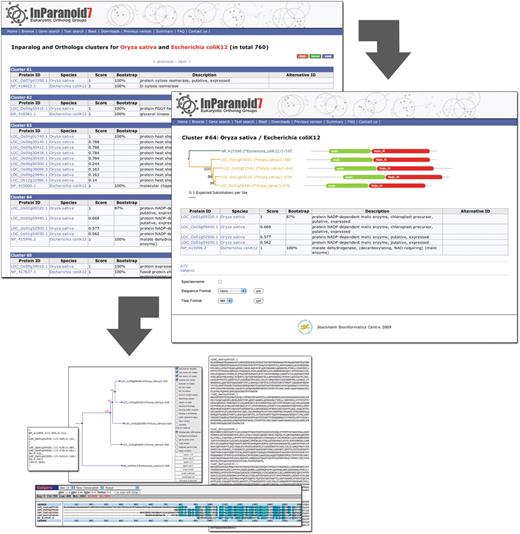 The new InParanoid web interface. The screenshot in the upper left corner shows the InParanoid clusters between O. sativa and E. coli. For every cluster, i.e. ortholog group, the members are listed with the identifiers of the proteome source and a description. The InParanoid score is shown for every cluster member and bootstrap values are given for the seed orthologs. The bootstrap value indicates the fraction of intracluster bootstrap runs that placed the seed ortholog as the best match. Clicking on the cluster number leads to the details page of the cluster (right), again listing the members and also presenting their domain annotations and a neighbor-joining bootstrap tree of them. In the tree, branches leading to sequences of the same species have the same color, and upon clicking a domain, one is redirected to its Pfam page. In addition, the details page provides a range of possibilities to further investigate the cluster. A multiple sequence alignment can be viewed in Kalignvu (37) or downloaded in various formats such as FASTA, Stockholm, MSF or SELEX. The protein tree can be can be downloaded as picture or in NH format, and it is possible to edit the tree interactively in the ATV tree viewer (38).