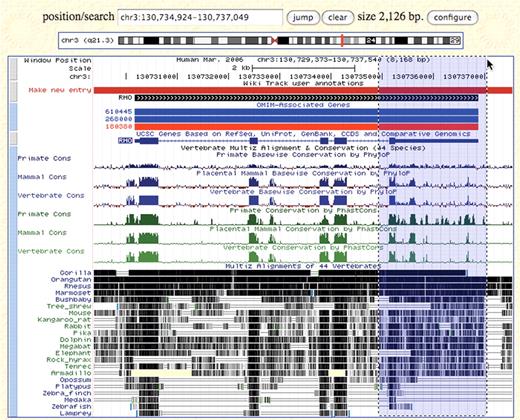 Main Genome Browser display page on the hg18 human assembly, showing the Wiki track, OMIM Genes, UCSC Genes and the 44-species Conservation track, with all six conservation score tracks visible. The highlighted region shows drag-and-zoom in action. When the mouse button is released, the browser will redraw at the new coordinates listed in the position/search box.