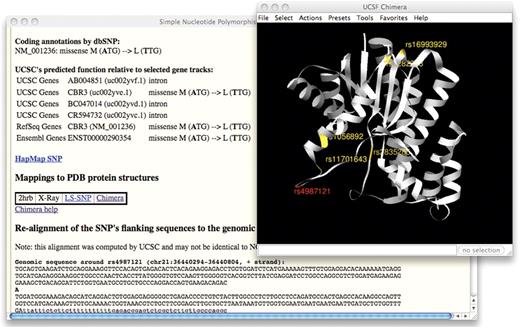Details page of SNP rs4987121 from the SNPs (130) track, showing the new ‘predicted function relative to selected gene tracks’ feature using UCSC Genes, RefSeq Genes and Ensembl Genes. The window on the right is the Chimera 3D protein structure viewer, opened by clicking on the ‘Chimera’ link in the first window. The selected SNP is highlighted in red, while other non-synonymous SNPs are highlighted in gold.