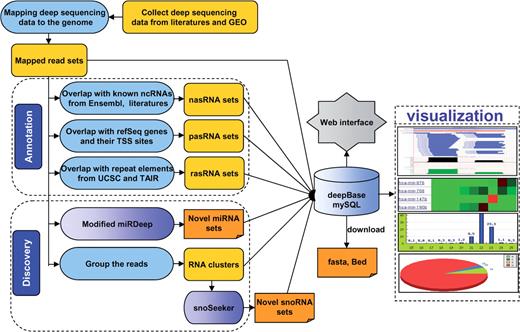The basic framework of deepBase. All results generated by deepBase are deposited in relational databases and displayed in the visual browser and web page. The web-interface programmes and browser can be accessed by a wide range of research biologists to analyze and visualize data over the internet.