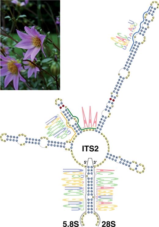 General ITS2 topology and visualization of plant HMM motifs for the secondary structure of D. brevis (gi: 31281745). Annotation from HMMs of 5.8S and 28S are displayed as dotted lines tracing the outline of their position, whereas the ITS2 motif HMMs are represented by coloured lines. In parts of these motifs, nucleotide frequencies are presented (21,22). Nucleotides are coloured yellow in unpaired regions, whereas paired nucleotides are blue. CBCs between secondary structures of D. brevis and D. scapigeroides (gi: 31281755) are shown in red.
