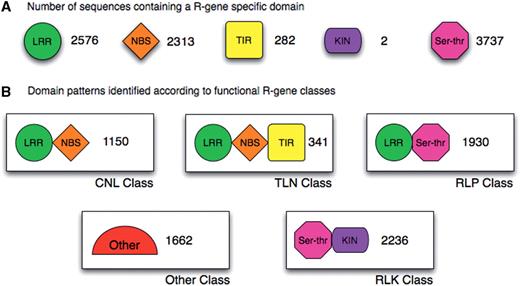 DRAGO predicted sequences divided by domains and identified by class. (A) Number of sequences containing an R-gene specific domain; LRR, leucine-rich repeat; NBS, nucleotide binding site; TIR, Toll interleukine receptor-like; KIN, kinase; Ser–Thr, serine–threonine. (B) Domain patterns identified according to functional R-gene classes.