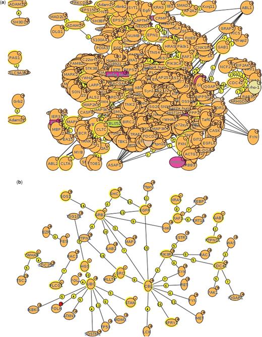 Exploring the EGFR pathway in MINT. In panel (a) the EFGR pathway interactome is shown. The network in panel (b) is obtained by removing interactions below a certain confidence threshold (0.72).