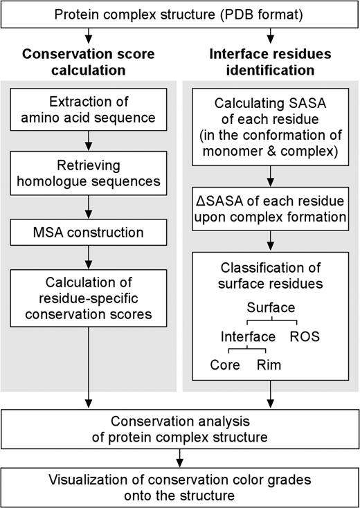 A flow chart of the ConPlex calculation processes.