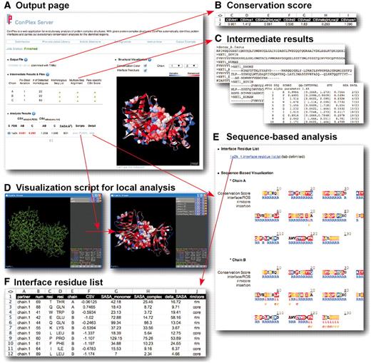 ConPlex Server outputs formats. (A) The main output page of ConPlex. (B) Conservation scores of interface, ROS, core and rim residues of the protein complex structure. (C) Intermediate calculation results, including homologous sequences, multiple sequence alignment and residue-specific conservation scores. (D) Visualization script for structure viewer programs. (E) Color-coded sequence conservation analyses of the primary amino-acid sequence. (F) List of the interface residues and their conservation scores.