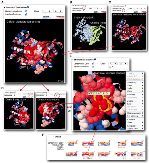 Display options for complex structure analysis. Rho–RhoGAP complex (PDB id: 1TX4) is used as example. (A) Default display format. Users have the option to toggle conservation colors (B), interface residues (C), and each chain in structures with two binding partners (D). (E) Users can rotate and enlarge/reduce the structure in the display. (F) Clicking a residue in sequence window will highlight the corresponding residue on the structure with a yellow outline.