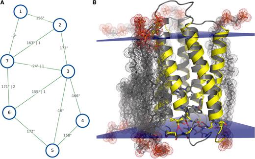 Visualization of the MPlot analysis’ results of Bacteriorhodopsin in purple membrane (PDB id 2brd). The lipids were temporarily removed during the analysis. Instead they were simulated as described in the running text. All potential hydrogen bonds (blue, red) are shown. For more details see Figure 2.