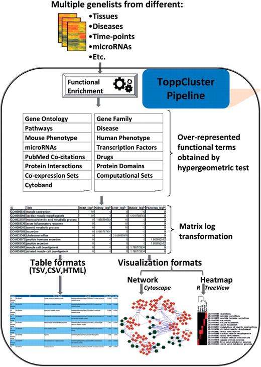Schematic representation of the ToppCluster pipeline. Multiple genelists are named by the user and submitted through the ToppCluster interface. 17 different categories of annotations are available as of April 2010. The user can choose the categories to be included, the P-value cutoff, a method of correction for false discovery and the type of output. Functional enrichment analysis is done on each gene list and the results are collated into a single matrix. Significance P-values are log transformed (−log10) into scores and the genes per list that intersect each enriched feature are placed into a separate column. The results are delivered in the chosen output format.